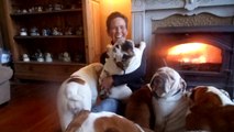 The English Bulldog Resort: rescue and rehoming english bulldogs Belgium: GROUP HUG :-)