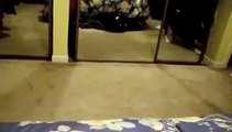 Dog Barks at Itself in Mirror