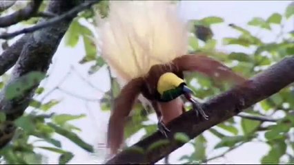 Bird Dance Beat - The Trashmen