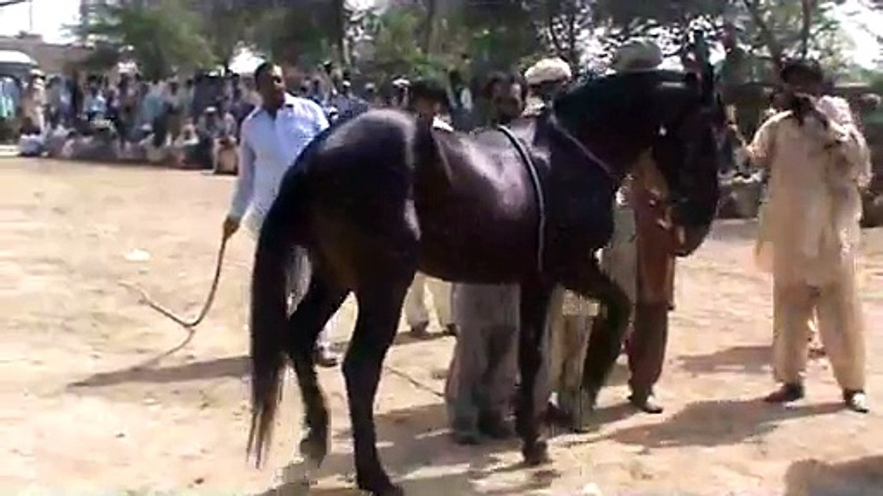 horse dance 1