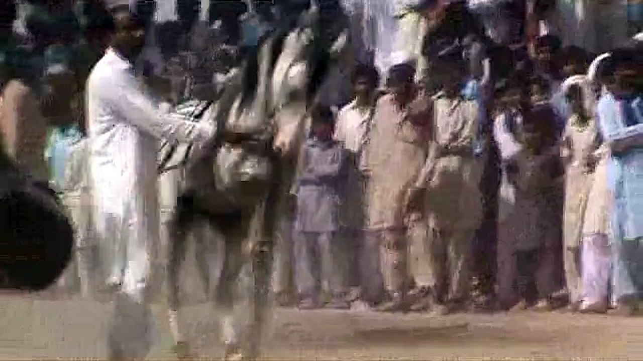 horse dance 3