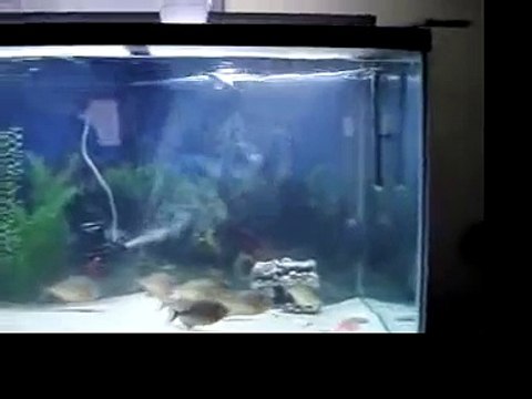 Piranhas vs Mouse (Violent Feeding)
