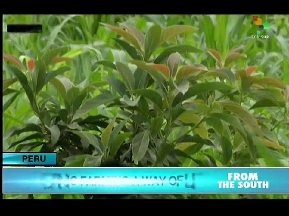 Organic Farmers in Peru Demand Laws to Promote Production