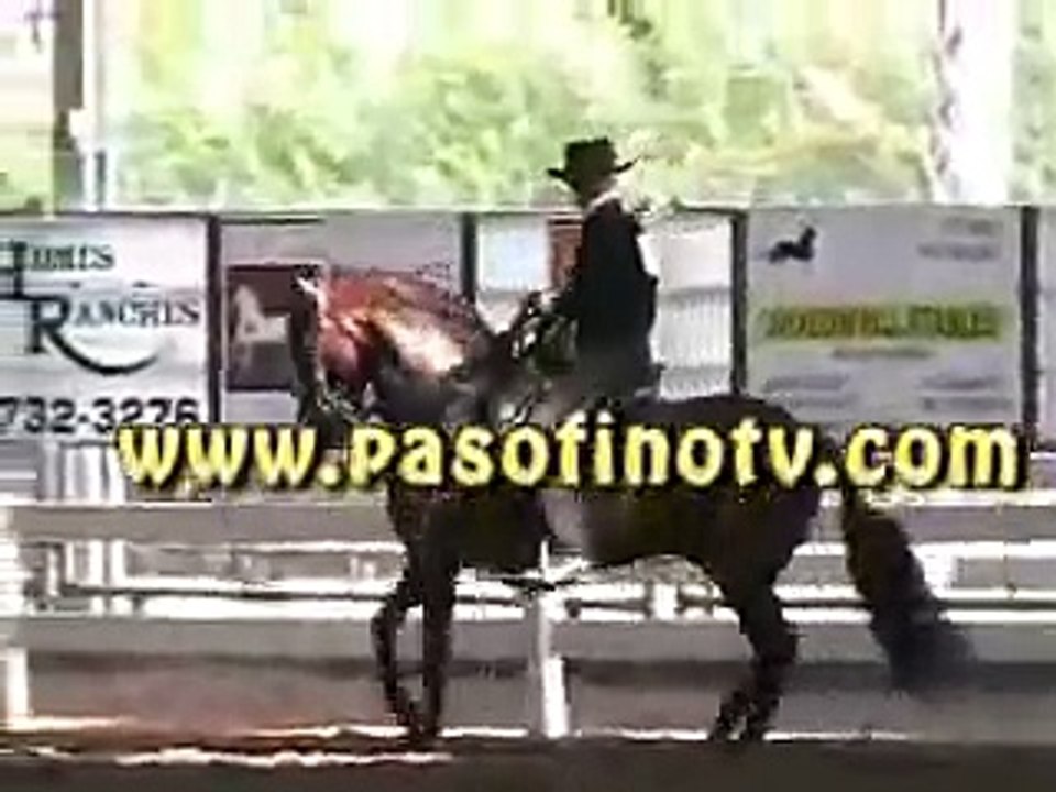 Paso Fino Horse El Aprendiz de Colores & Kelley Cox