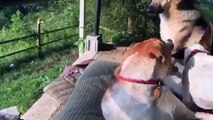 Video of adoptable pet named Dottie