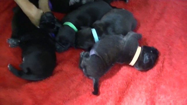 14ème vidéo des chiots Staffies de la 20ème portée de Staffordland