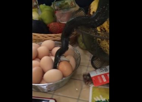 Familia descubre a serpiente robando alimentos de su cocina