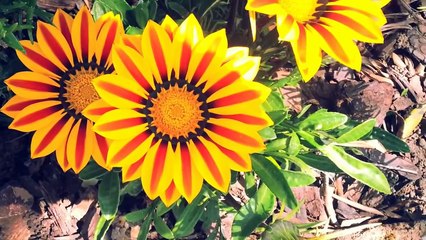 Chill out Music Relax - MEDITATION MUSIC