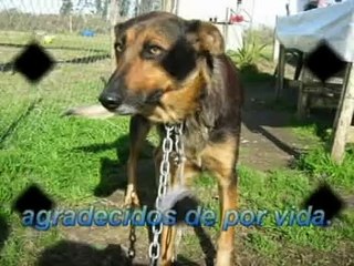 FELIZ NAVIDAD POR LOS PERRITOS CALLEJEROS.