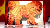 Red Tibetan Mastiff 