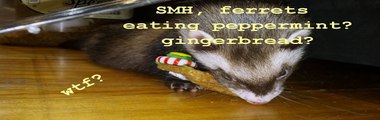 ferrets don't give up video, funny ferret video