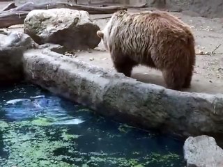 Look How a Beast Saved Crow Life