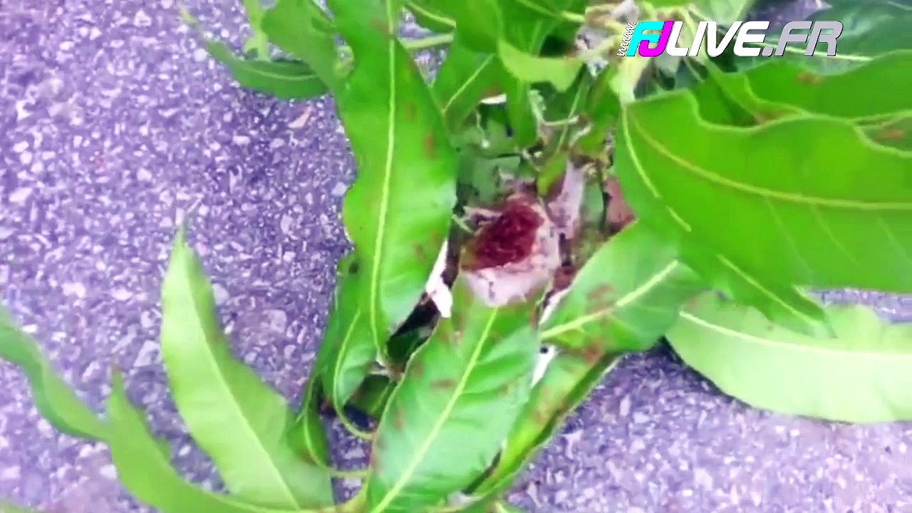 Il s'amuse à mettre des fourmis rouges dans son slip