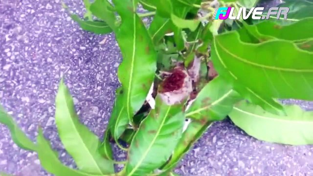Il s'amuse à mettre des fourmis rouges dans son slip