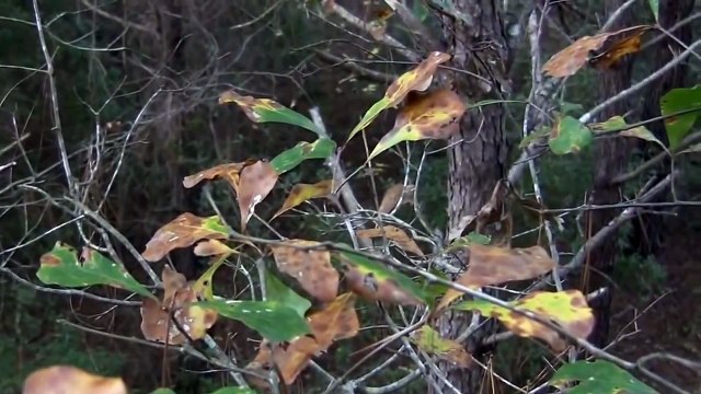 Caza De Venado Cola Blanca temporada 2013 en NC (Advertencia Contenido Grafico)