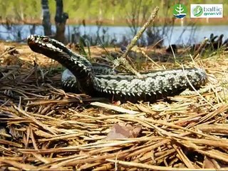The European Northern Viper - Odze - Vipera berus