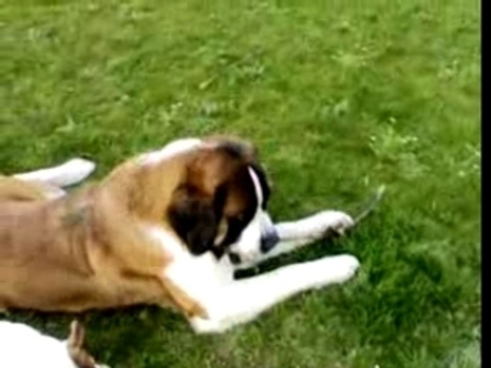 détente dans le jardin