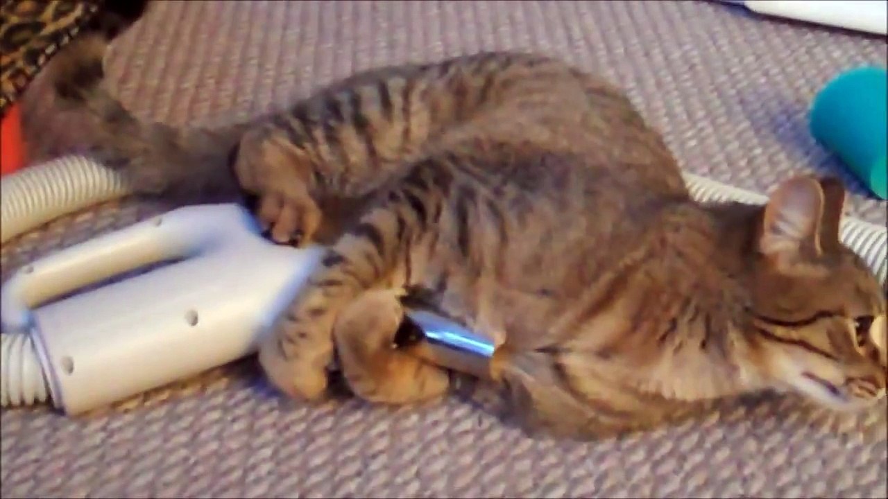 CAT GET'S SUCKED UP BY VACUUM CLEANER!