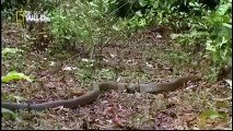 Animal Planet 2015 - Discovery Channel - Wildlife Animals - King Cobra Documentary [720 HD