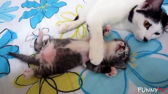 'Adorable Kittens and Cute Mother Cats' Compilation 2015