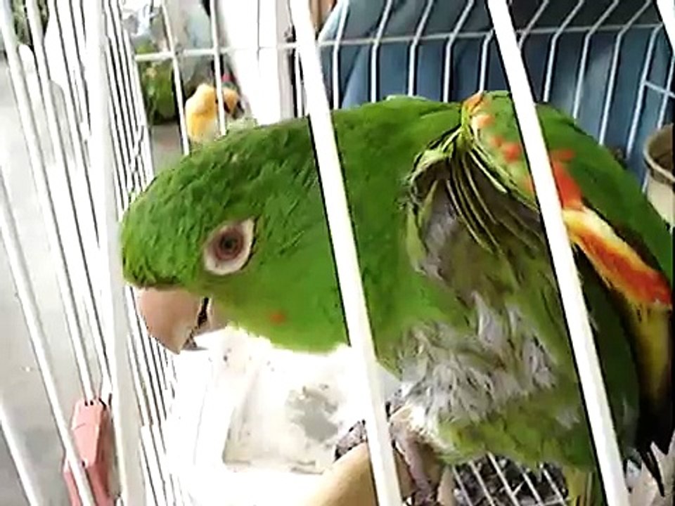 Maritaca "Ki Saco"