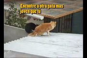 gatos peleando traduccion 3 