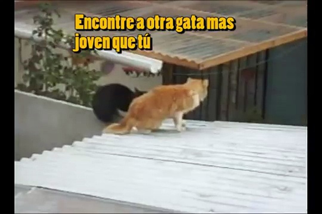 gatos peleando traduccion 3 "si se pelearon"