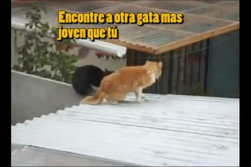 gatos peleando traduccion 3 "si se pelearon"