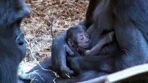 Las primeras horas de vida de una bebé gorila