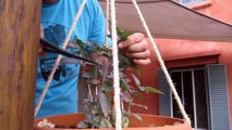 Como podar una planta de albahaca para que dure mas tiempo