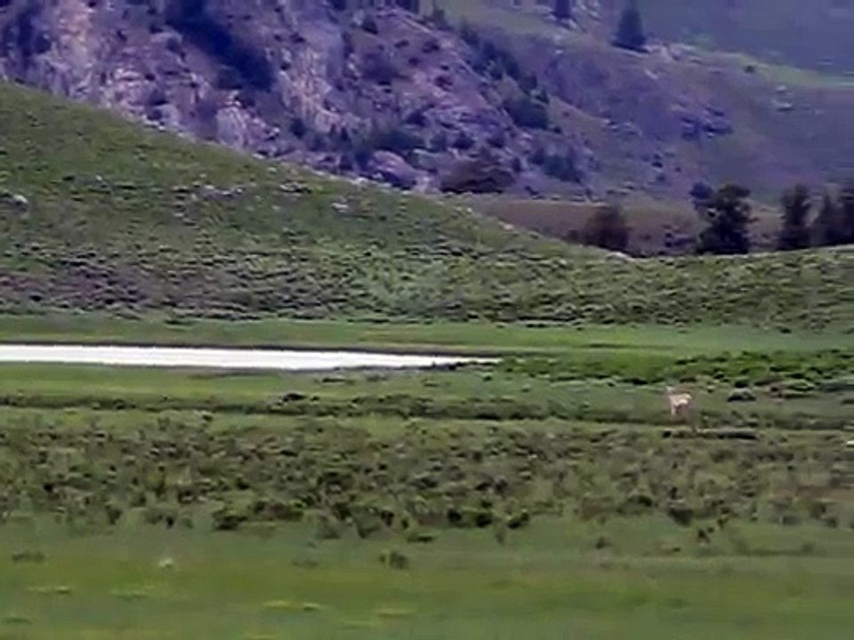 Wolves with Pronghorn Yellowstone
