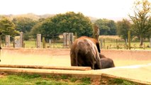 ZSL Whipsnade Zoo - Elephants play in bath