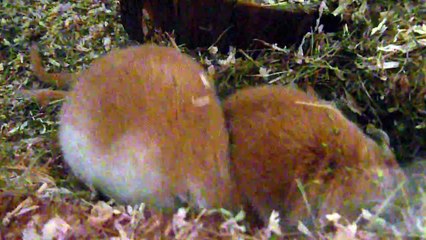 Gerbils beim Brokkoli essen