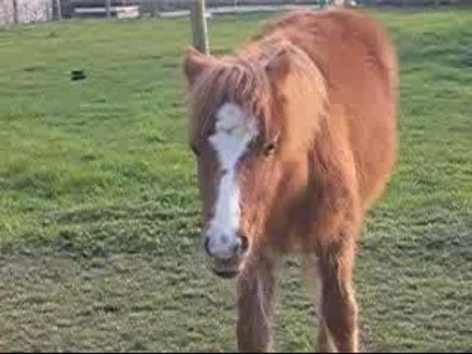 Vidéo chevaux du 28 mars 2007