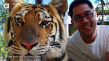 Tinder Tiger Selfies Banned