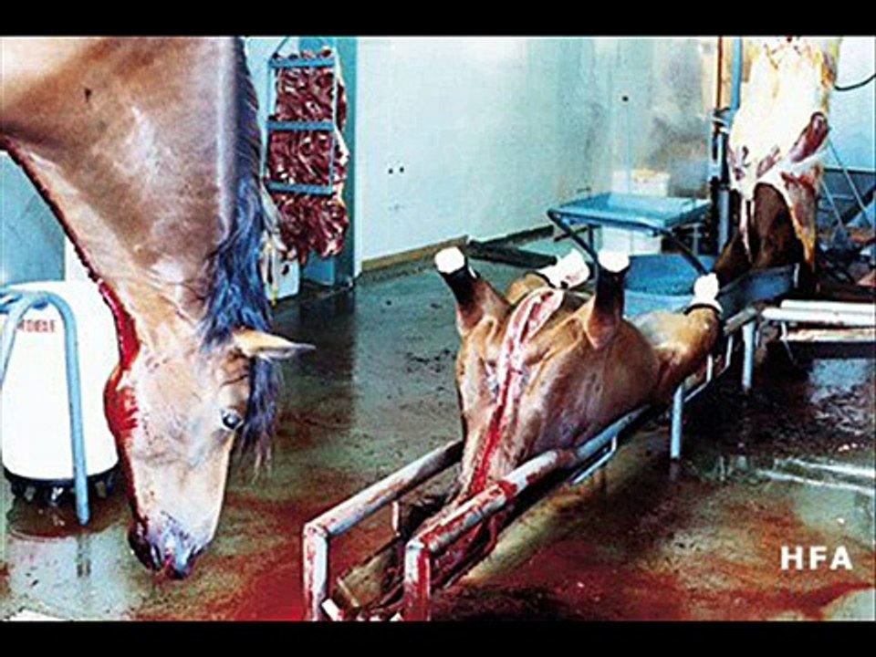 HORSES. FREEDOM. STOP SLAUGHTER!