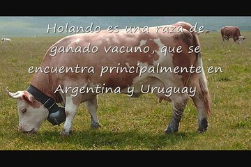 tipos de razas ganaderas productoras  leche y carne .wmv