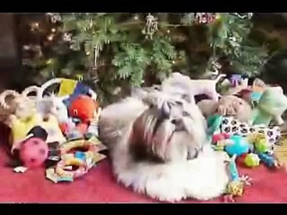 LOVE LIGHTS SHINE AROUND SHIH TZU DOG