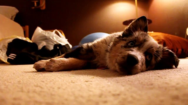 Taos Blue, my cute little Australian Shepherd puppy