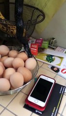 Kitchen Spice Cabinet Snake_ And Then THIS Descended into our Kitchen Egg Basket...