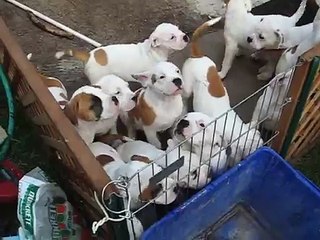 12 American Bulldog Puppies