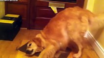 BEST FUNNY ANIMALS TRY NOT TO LAUGH   Dog eats lemon ^^