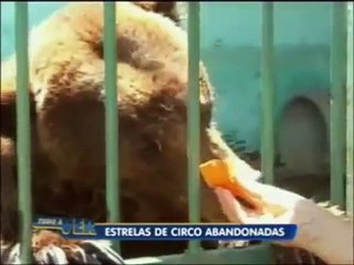 Tudo a Ver: O leão e o urso: estrelas de circo abandonadas!