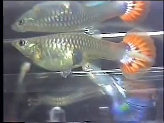 How Guppies Are Born - "Big Mama" guppy giving birth
