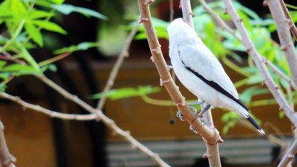 Anambé Branco de Máscara Negra