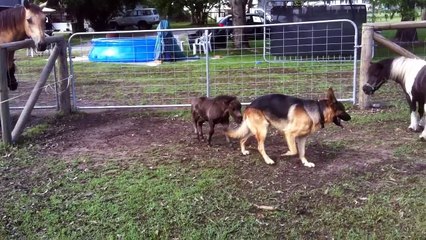 Foal and Dog are playing together until it is too much for mum