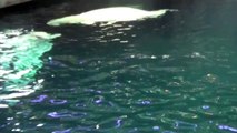 Beluga Whales & Pacific White Sided Dolphins at Shedd Aquarium