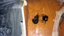 Redback Spider vs Centipede