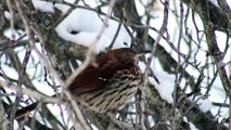 Brown thrasher at Lynde Shores Conservation Area - Whitby - Ontario