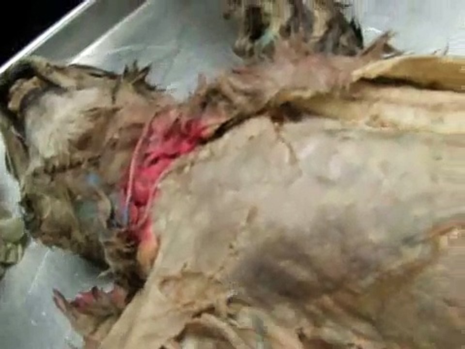 Anatomy Cat Dissection